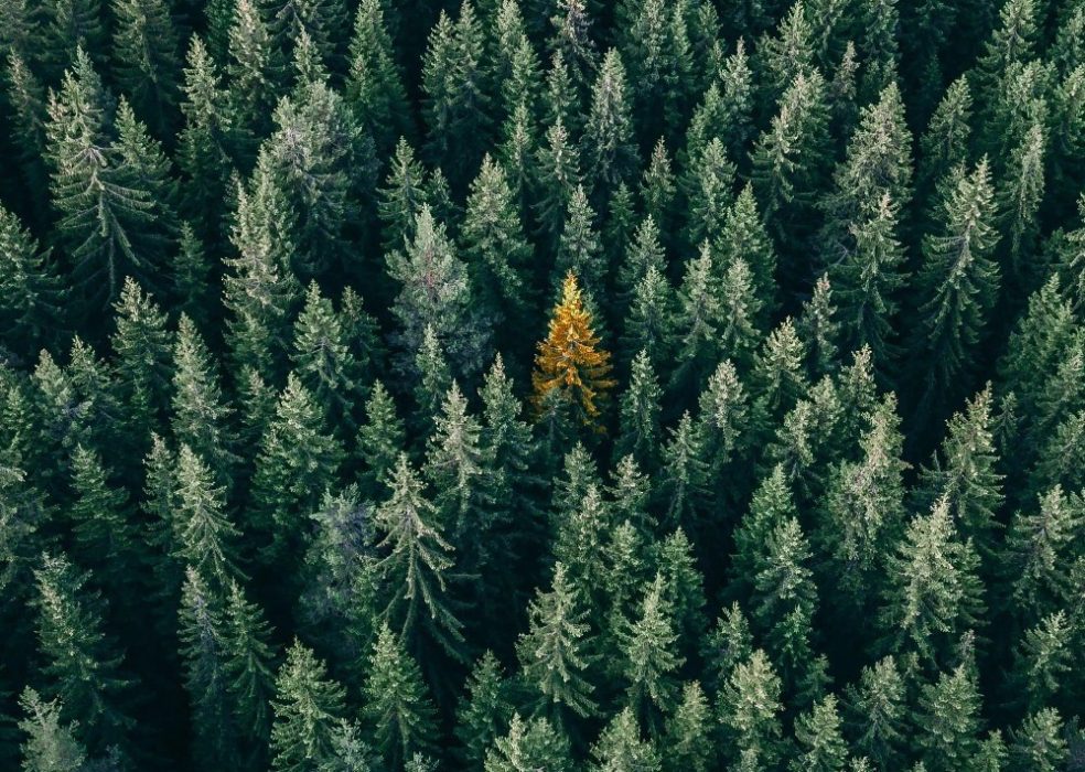 Quelle est l’empreinte carbone CO2e de votre entreprise et comment pouvez-vous la réduire ?