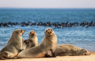 FruitPunch AI identificeert zeehonden dankzij technologie van HP